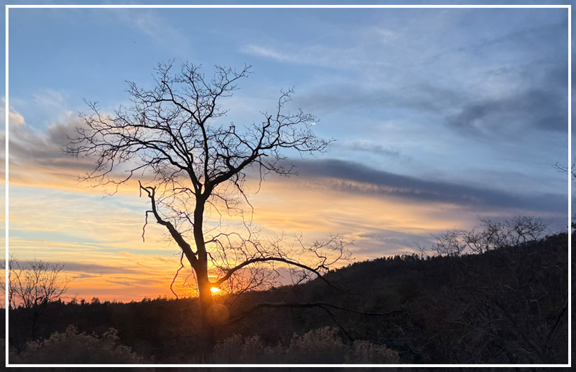 Silhouette of tree at sunset